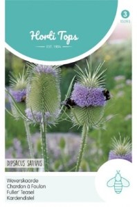 15095 dispacus sativus_500x500